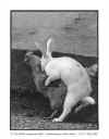 bunny.jpg (30469 bytes)